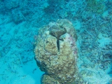 「サンゴの仲間」のサムネイル画像