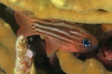 「ヒラテンジクダイ(Split-banded cardinalfish,Blue-eyed cardinalfish)」のサムネイル画像