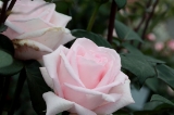 「バラ」のサムネイル画像
