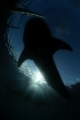 「ジンベエザメ(ジンベイザメ)」のサムネイル画像