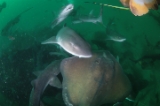 「ドチザメ」のサムネイル画像