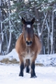 「寒立馬」のサムネイル画像