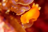 「ニシキリュウグウウミウシ属の一種」のサムネイル画像