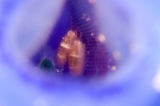 「ホヤカクレエビ属の一種」のサムネイル画像