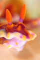 「ミアミラウミウシ」のサムネイル画像
