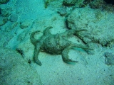 「水字貝」のサムネイル画像