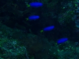 「ソラスズメダイ(Caerulean damsel fish)」のサムネイル画像