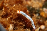 「サメジマオトメウミウシ」のサムネイル画像