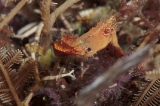 「コガラシエビ(Plumed shrimp)」のサムネイル画像
