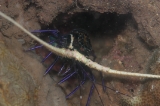 「ゴシキエビ(Painted rock lobster)」のサムネイル画像