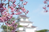 「照姫しだれ桜」のサムネイル画像