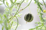 「paddy melon」のサムネイル画像