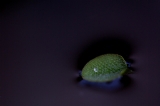 「サンショウモ(山椒藻)」のサムネイル画像