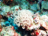 「サンゴ」のサムネイル画像