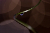 「大ダルマヒョウタン」のサムネイル画像