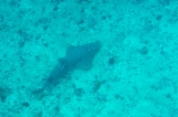 「シノノメサカタザメ(Guitor Shark)」のサムネイル画像