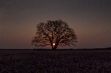 「ハルニレの木」のサムネイル画像