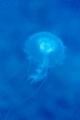 「クラゲの仲間」のサムネイル画像