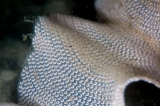 「貝の仲間」のサムネイル画像