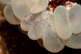 「ミズタマサンゴカクレエビ(Bubble coral shrimp,バブルコーラルシュリンプ)」のサムネイル画像