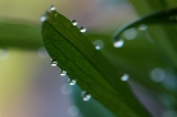 「矢車草」のサムネイル画像