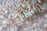 「ヒメイソギンチャクエビ(Popcorn shrimp,ポップコーンシュリンプ)」のサムネイル画像