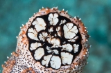 「クロエリナマコ(Graffiti sea cucumber,クロテナマコ,オハグロナマコ)」のサムネイル画像