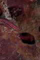 「タテジマヘビギンポ(Tropical striped triplefin)」のサムネイル画像
