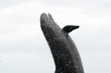 「オキゴンドウ(沖巨頭)」のサムネイル画像