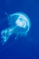 「クラゲの仲間」のサムネイル画像