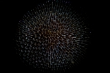 「ヒラハコケムシ」のサムネイル画像