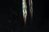 「ヘコアユ(Shrimpfish,Razorfish)」のサムネイル画像