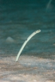 「チンアナゴ(Spotted garden-eel)」のサムネイル画像