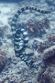 「ウミヘビの仲間」のサムネイル画像