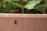 「アリ」のサムネイル画像
