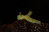 「サガミリュウグウウミウシ」のサムネイル画像