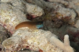 「yellow-eyed combtooth blenny」のサムネイル画像