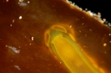 「サガミリュウグウウミウシ」のサムネイル画像