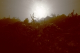 「夜明け」のサムネイル画像