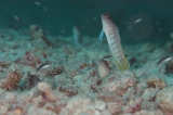 「ゴールドスペックジョーフィッシュ(gold-specs jawfish)」のサムネイル画像