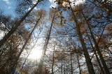 「木漏れ日」のサムネイル画像