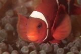 「スパインチークアネモネフィッシュ(spine-cheek anemonefish)」のサムネイル画像