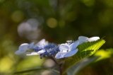 「ガクアジサイ(額紫陽花)」のサムネイル画像