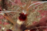 「オトヒメエビ(Banded boxer shrimp)」のサムネイル画像
