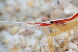 「アカシマシラヒゲエビ(アカスジモエビ,white-banded cleaner shrimp)」のサムネイル画像