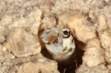 「メガネアゴアマダイ(ring-eye jawfish,リングアイジョーフィッシュ)」のサムネイル画像