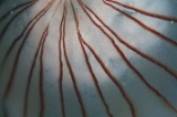 「アカクラゲ」のサムネイル画像