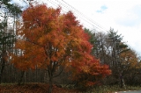 「道ばたの紅葉」のサムネイル画像
