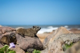 「アフリカオニネズミ」のサムネイル画像