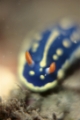 「アオウミウシ」のサムネイル画像